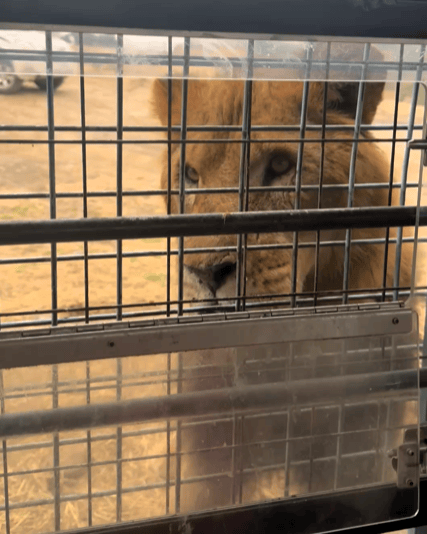 日本大分九州自然野生動物公園 African Safari 內，一隻雄獅在叢林巴士車窗旁等待餵食。